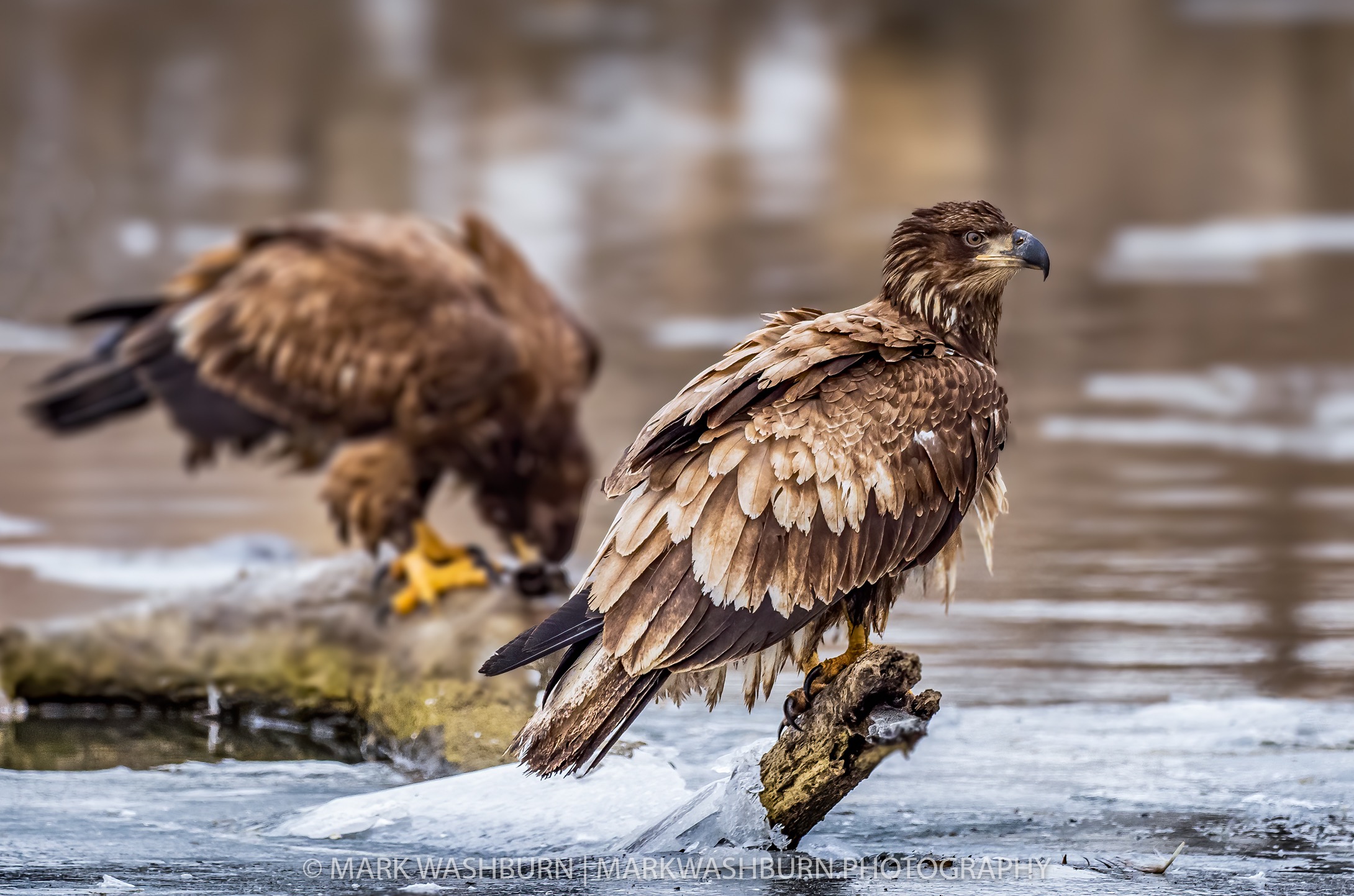 eagle-waiting.jpg