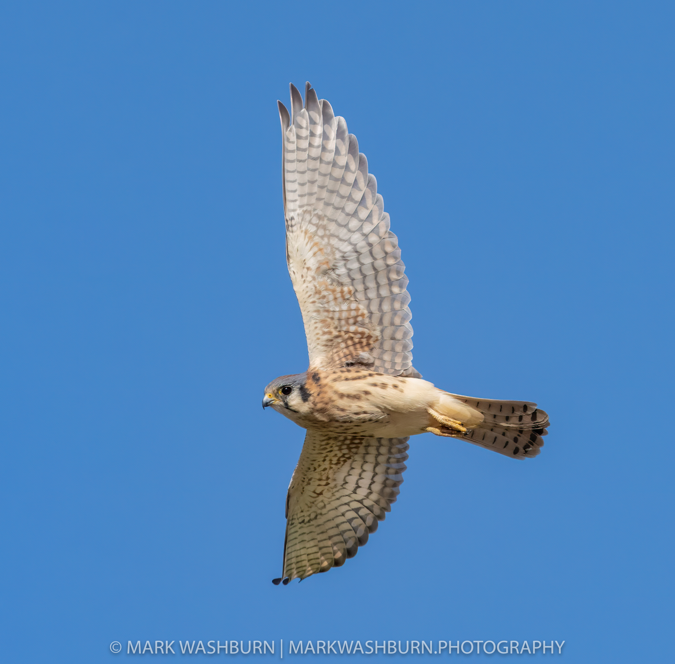 Kestrel Flight