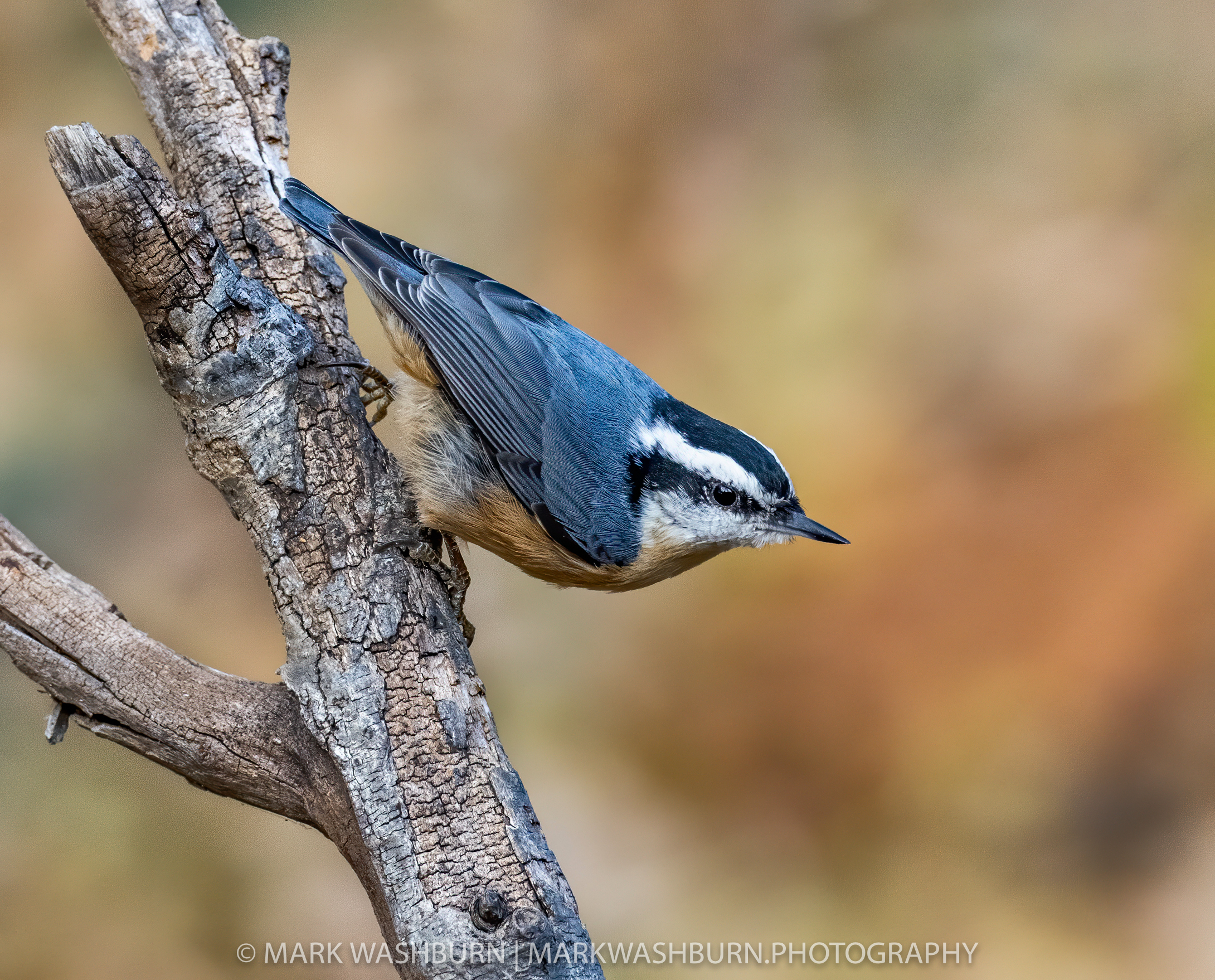 nuthatch-red-9.jpg