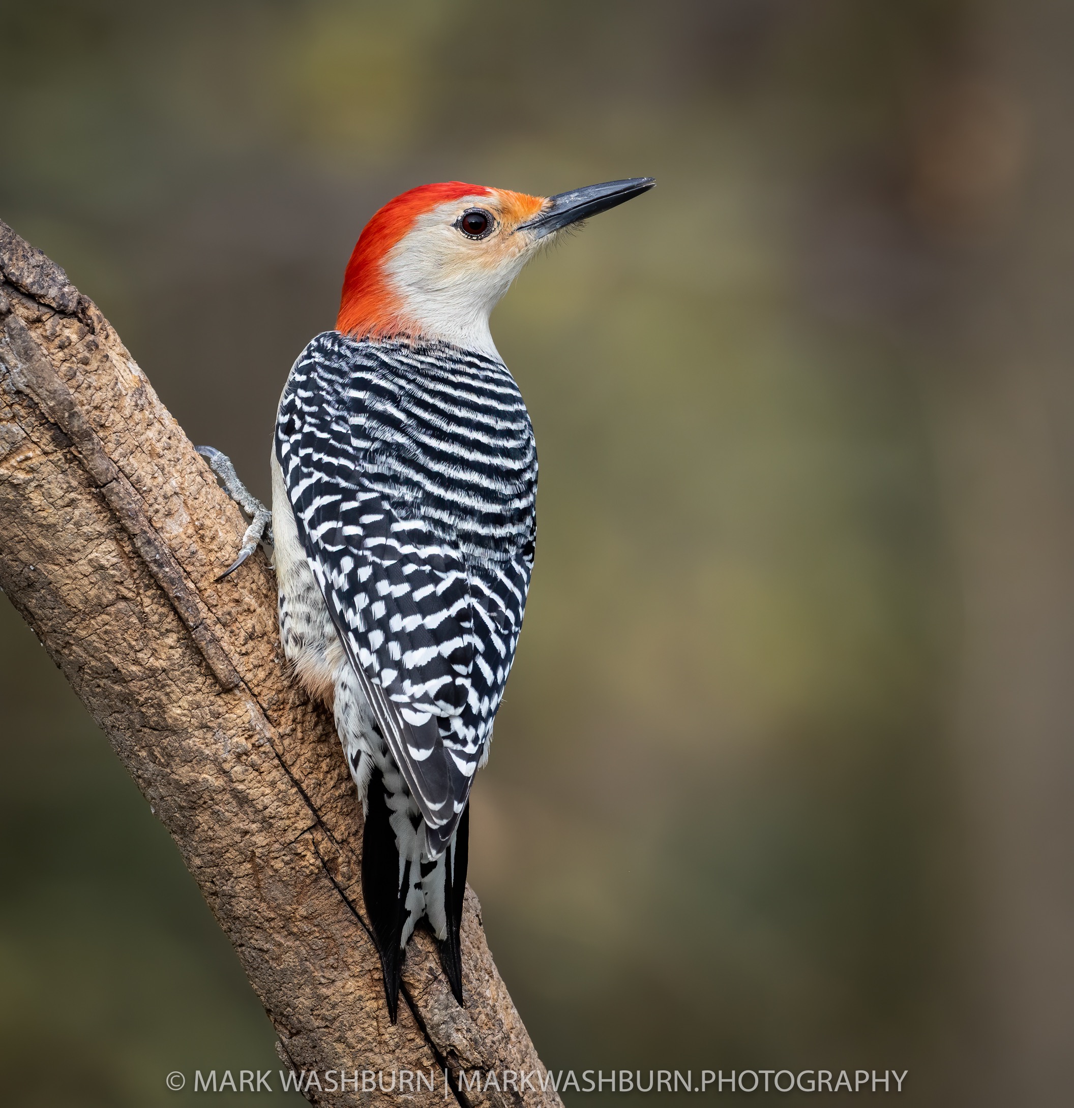 redbelly-fall-2020-5.jpg redbelly-fall-2020-5.jpg