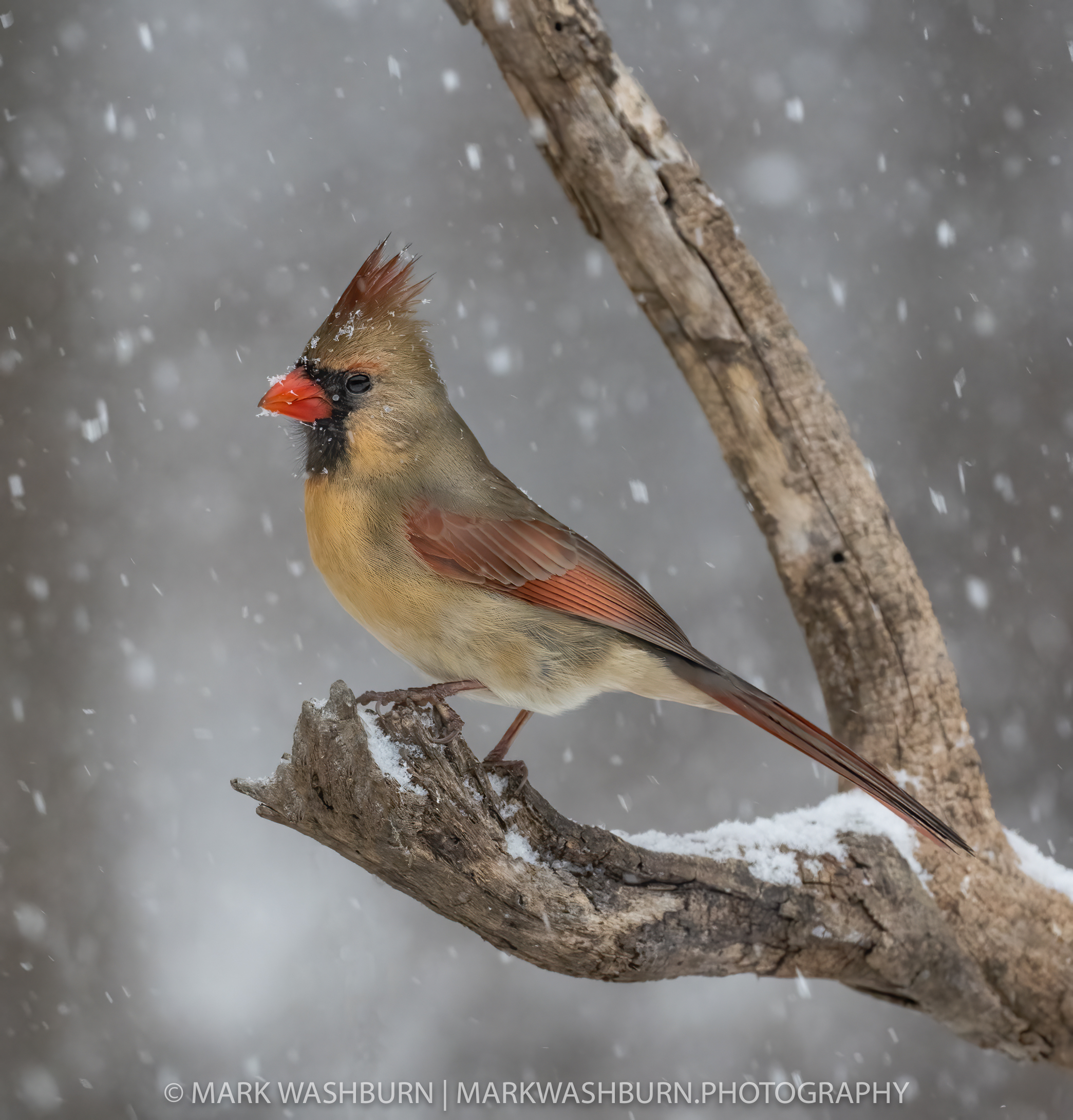 Cardinals And Snow Days