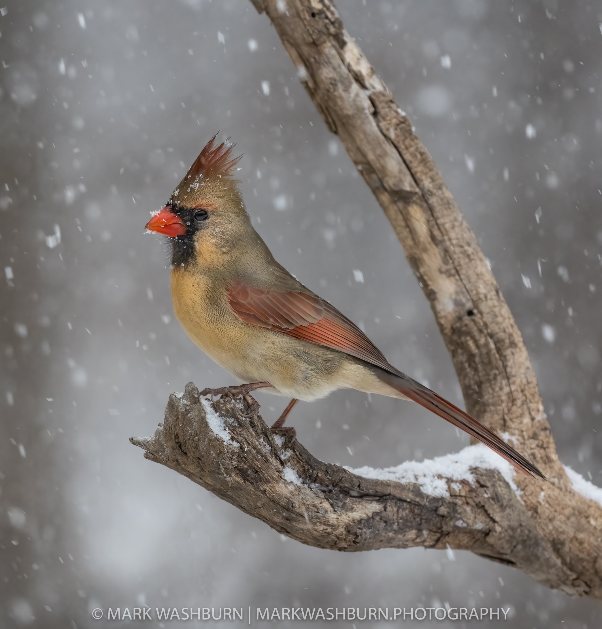 cardinal-snowday-7.jpg