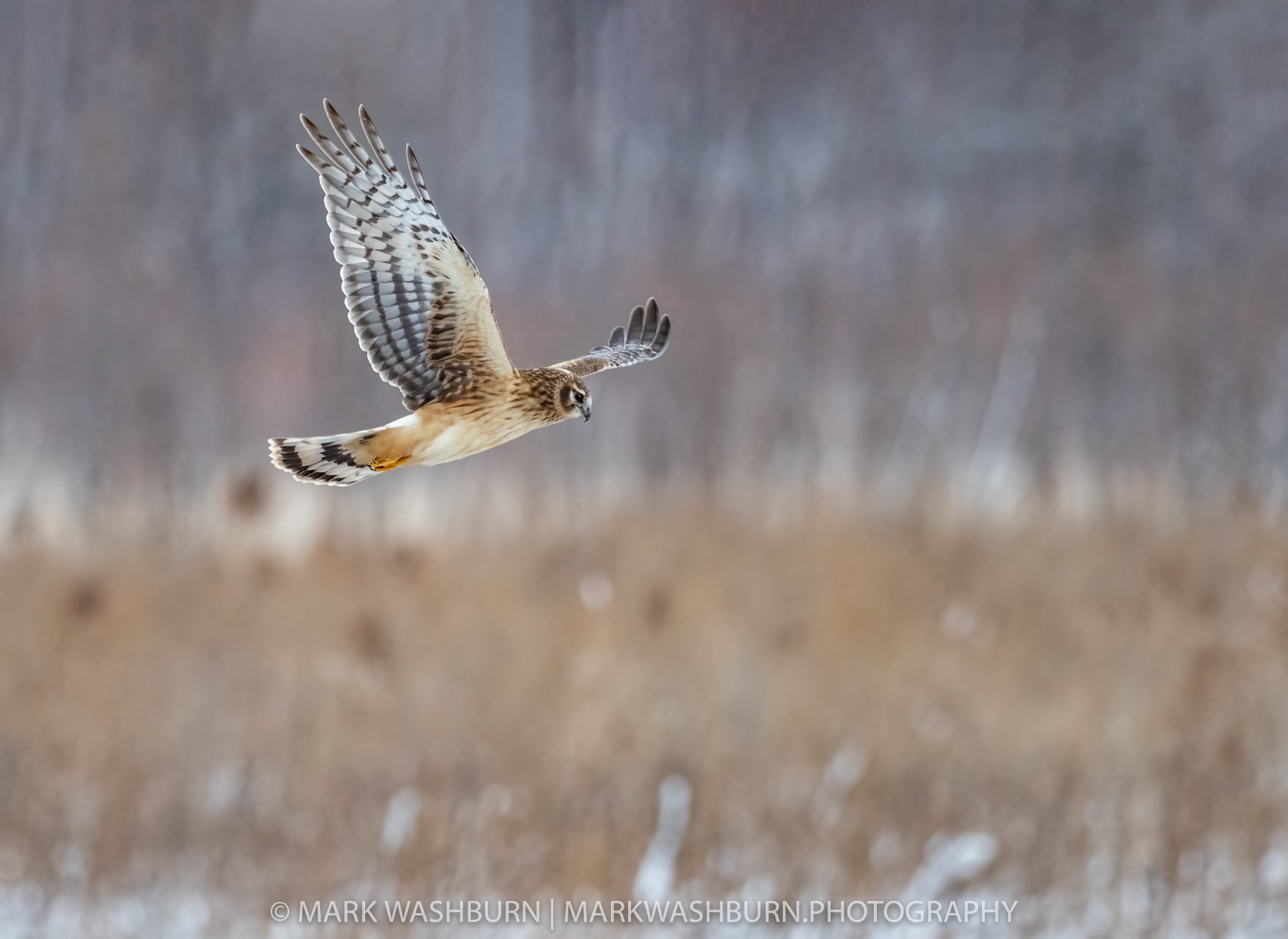 harrier-hunting-2.jpg harrier-hunting-2.jpg