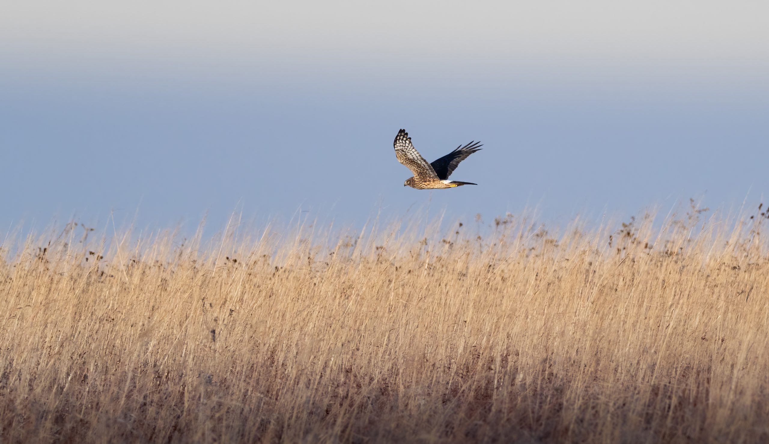 marsh-hawk-prairie.jpg marsh-hawk-prairie.jpg