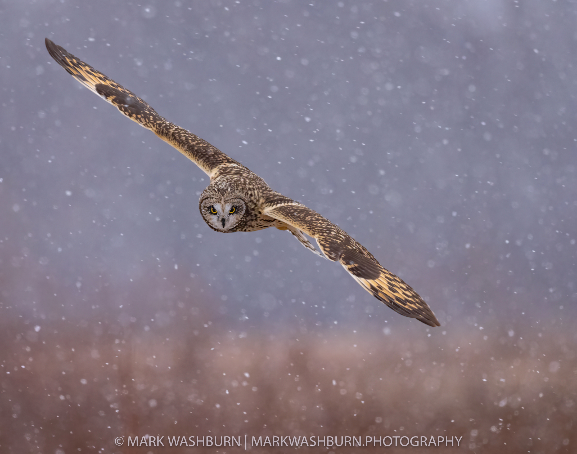 Snow Owl