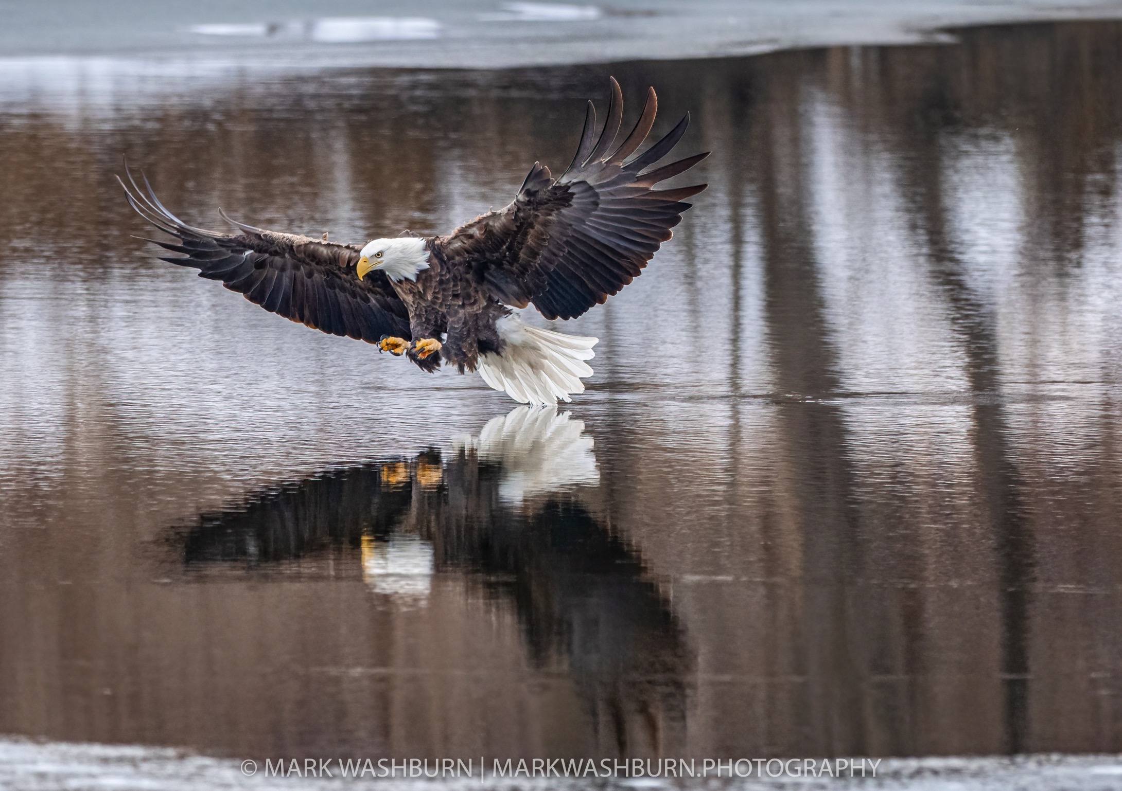 eagle-fish-catch-5.jpg