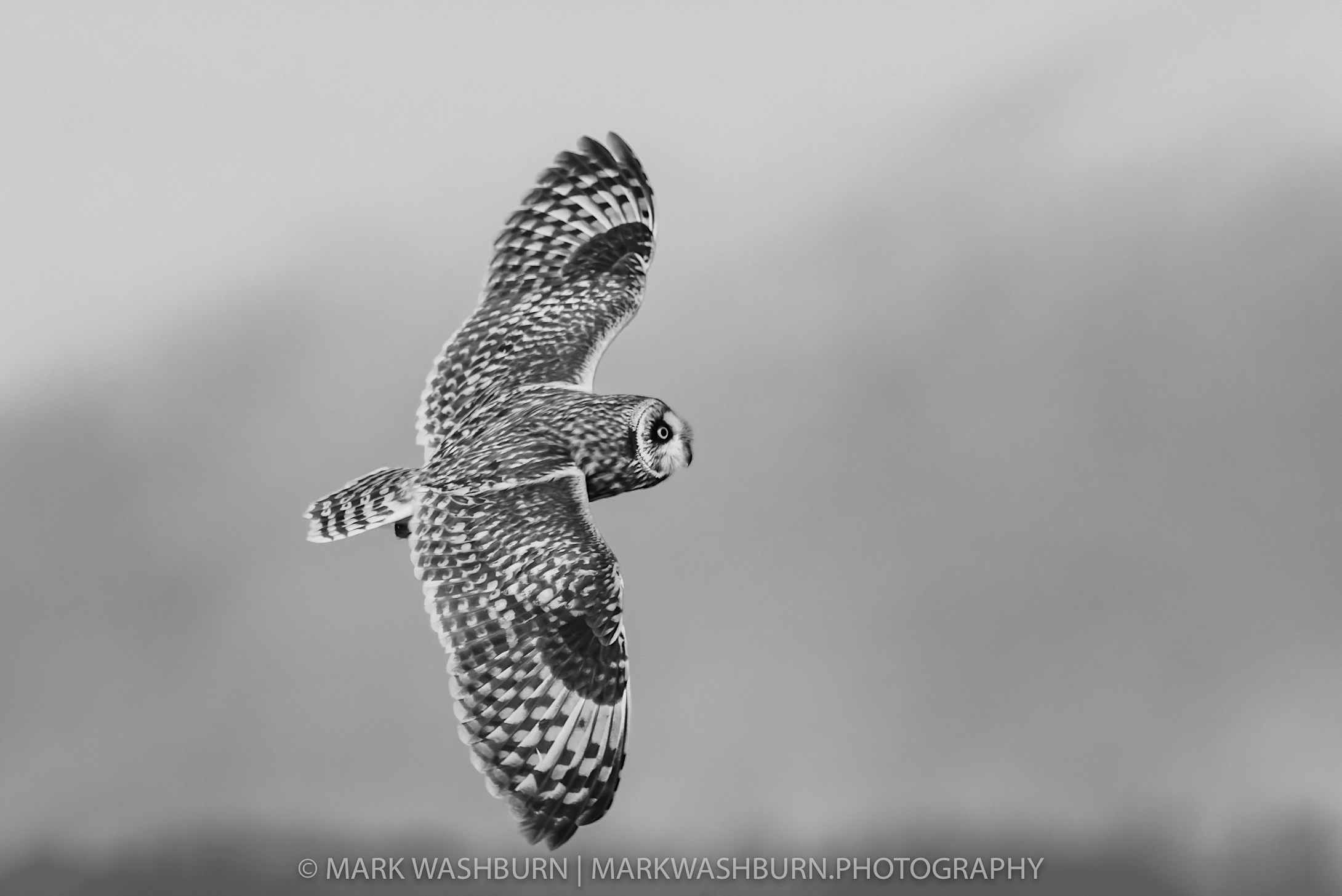 Short Eared Owl In Black And White