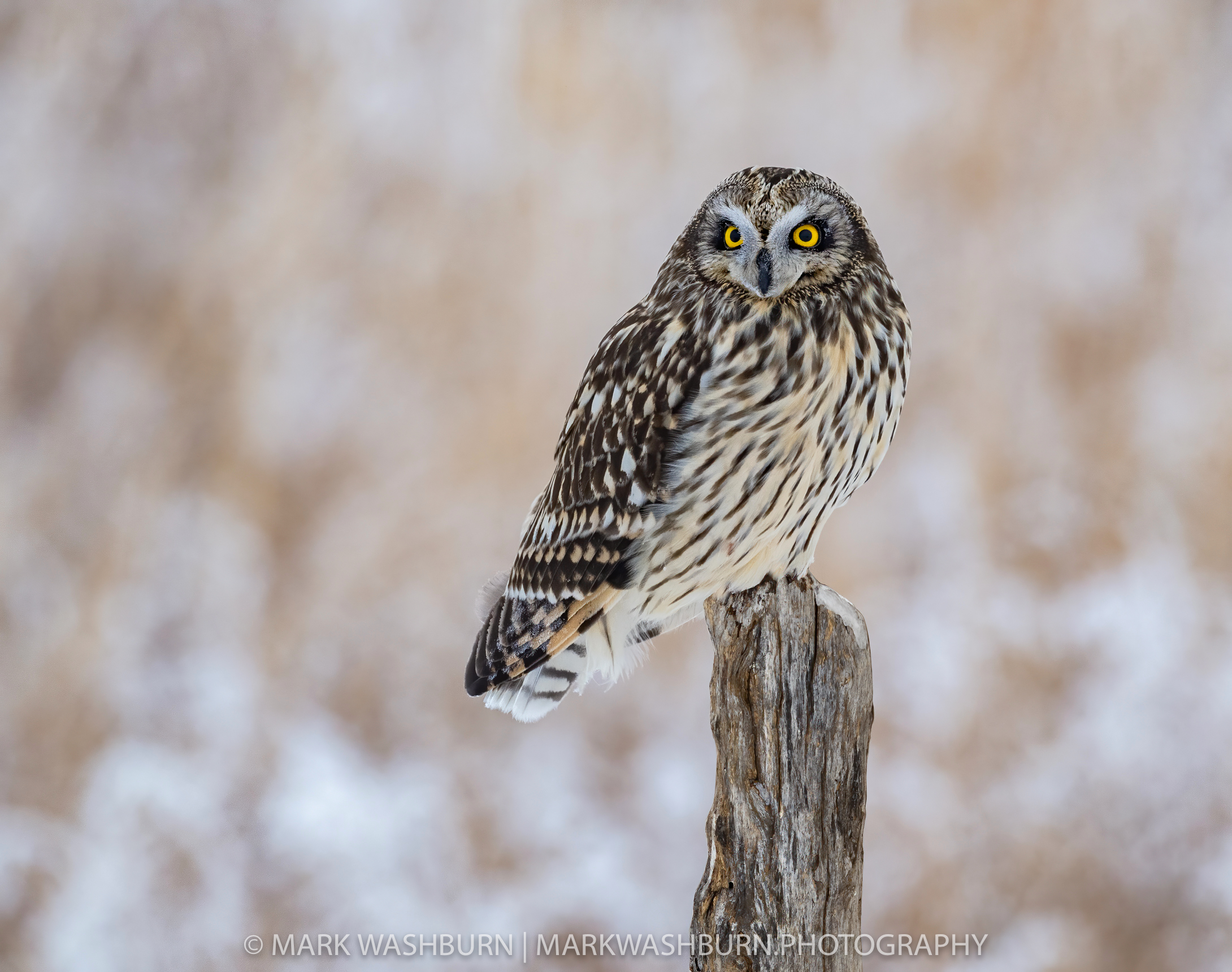 Winter’s Challenge