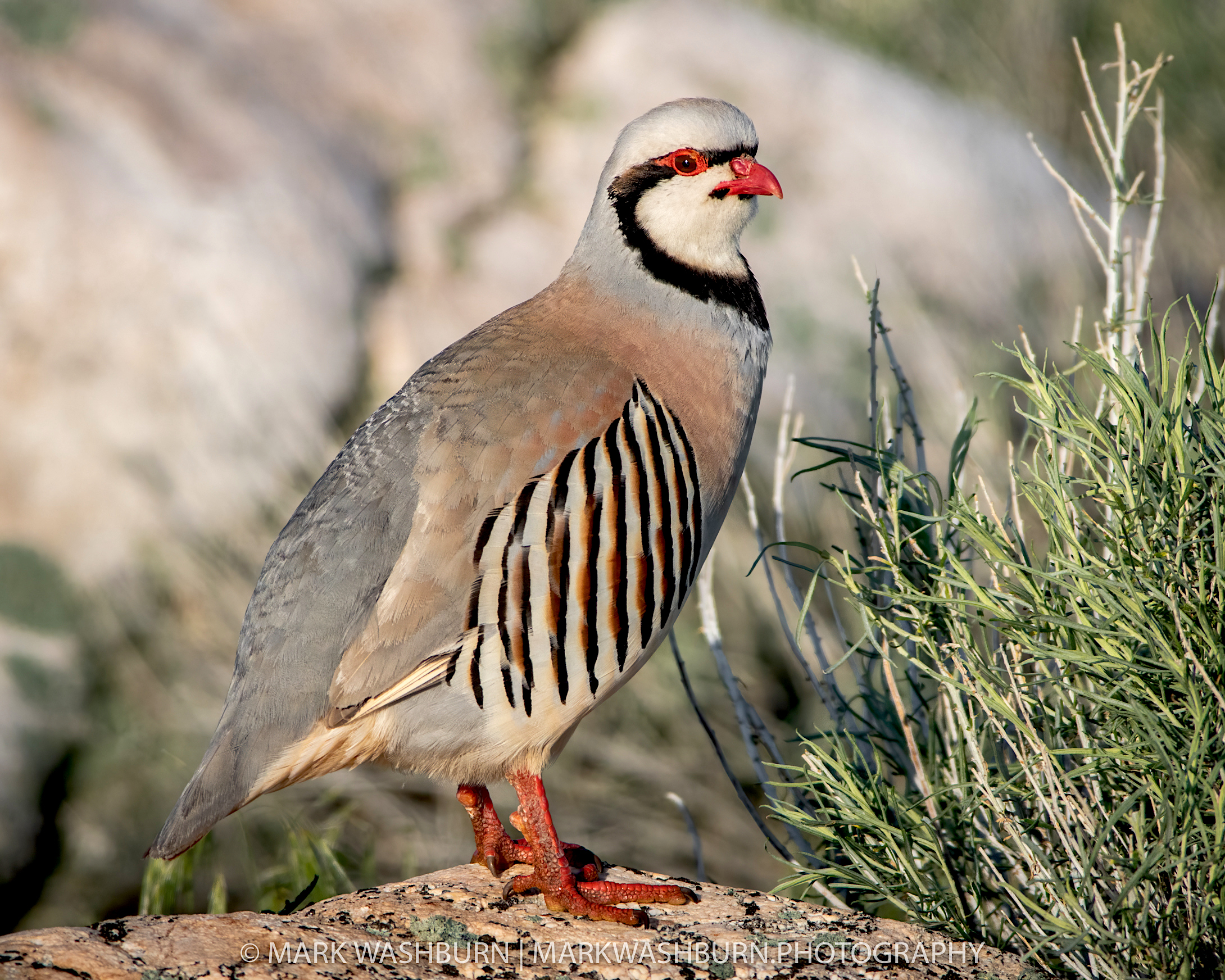 Antelope Island Chukar