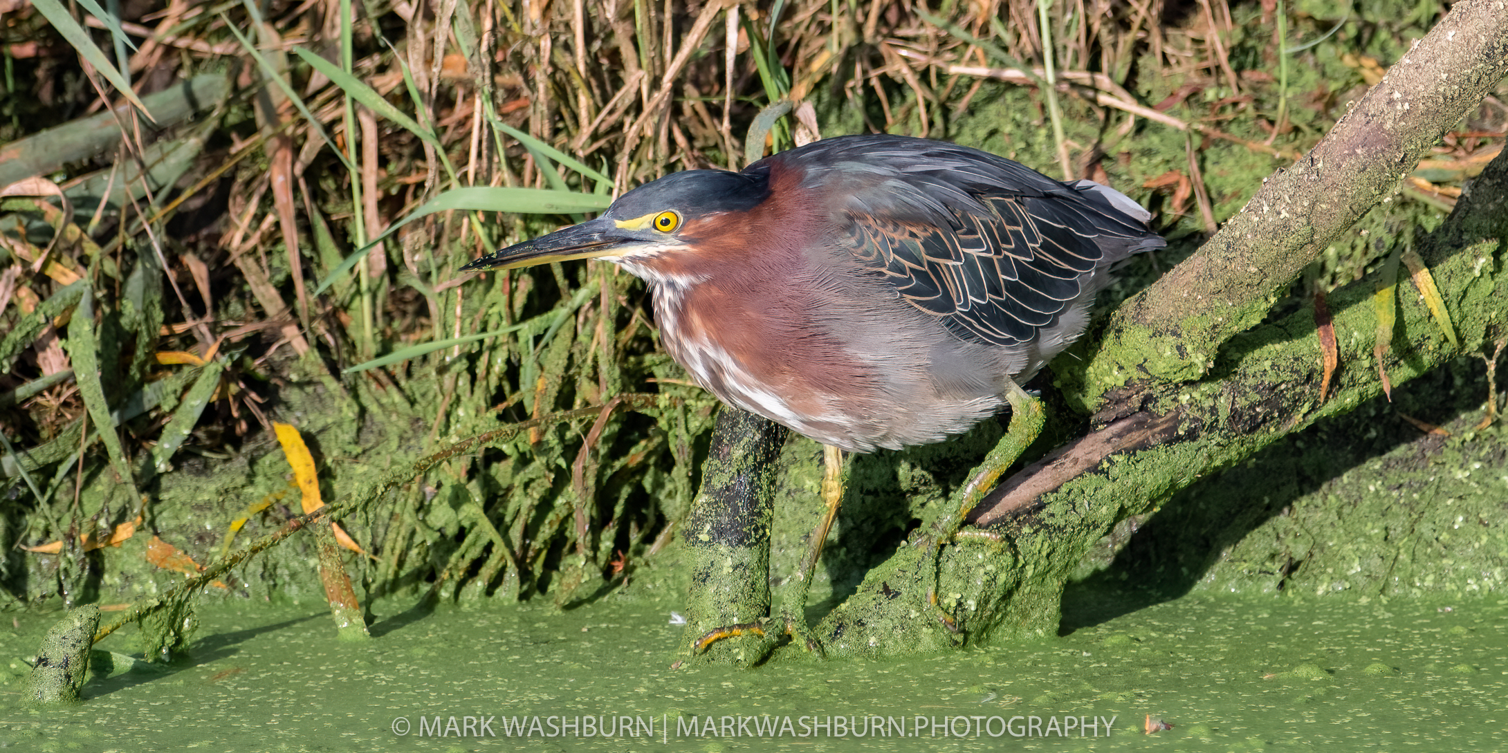 Green Heron