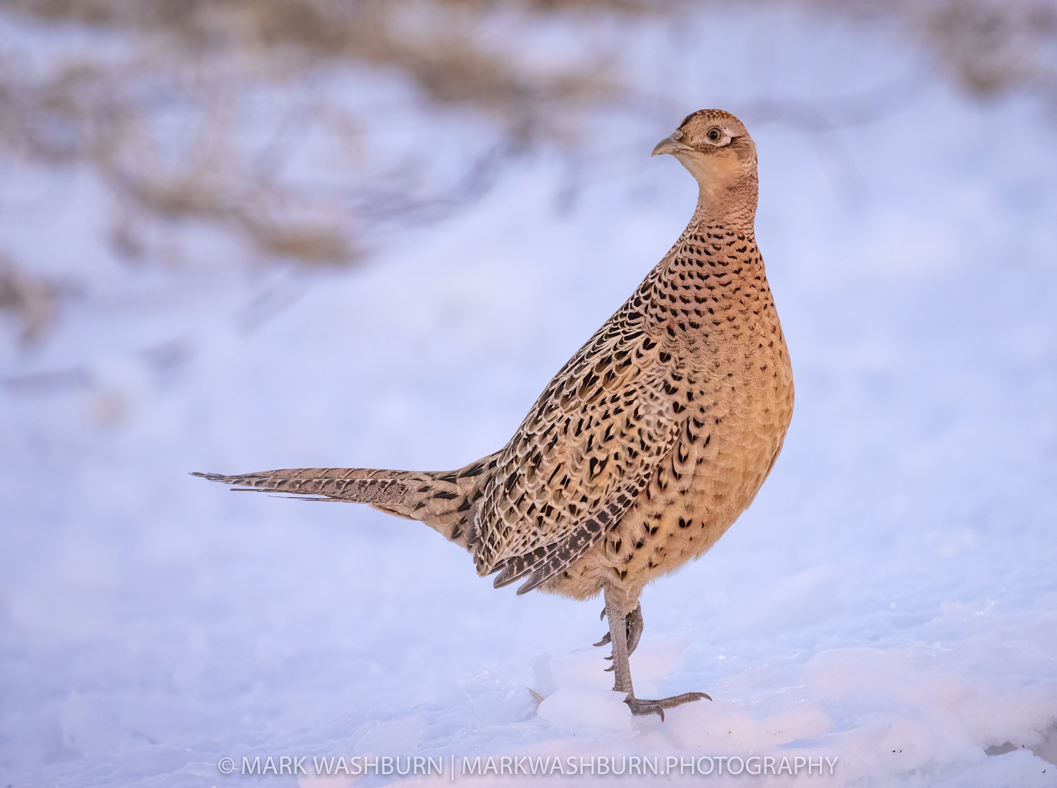 pheasant-hen-2.jpg