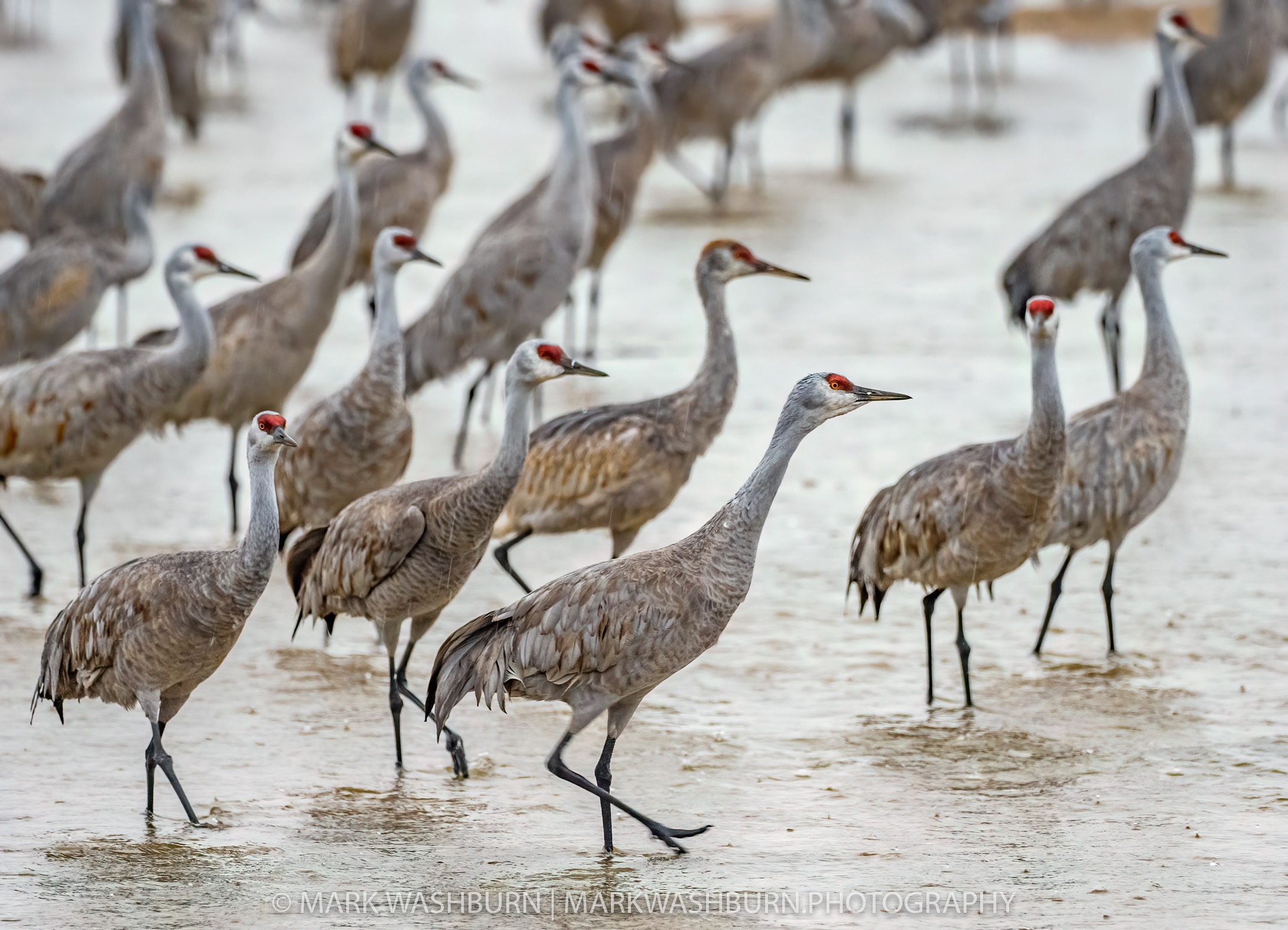 crane-rain-2.jpg crane-rain-2.jpg