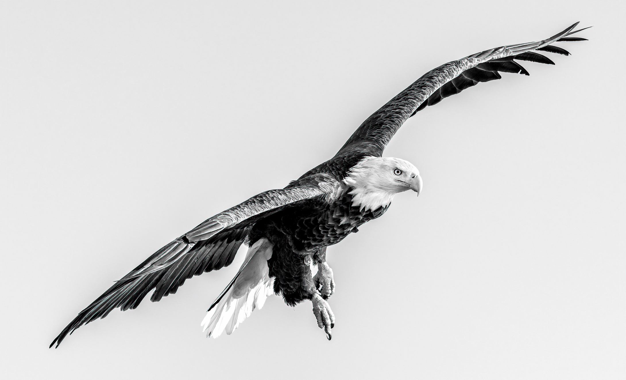 Bald Eagle – Black And White