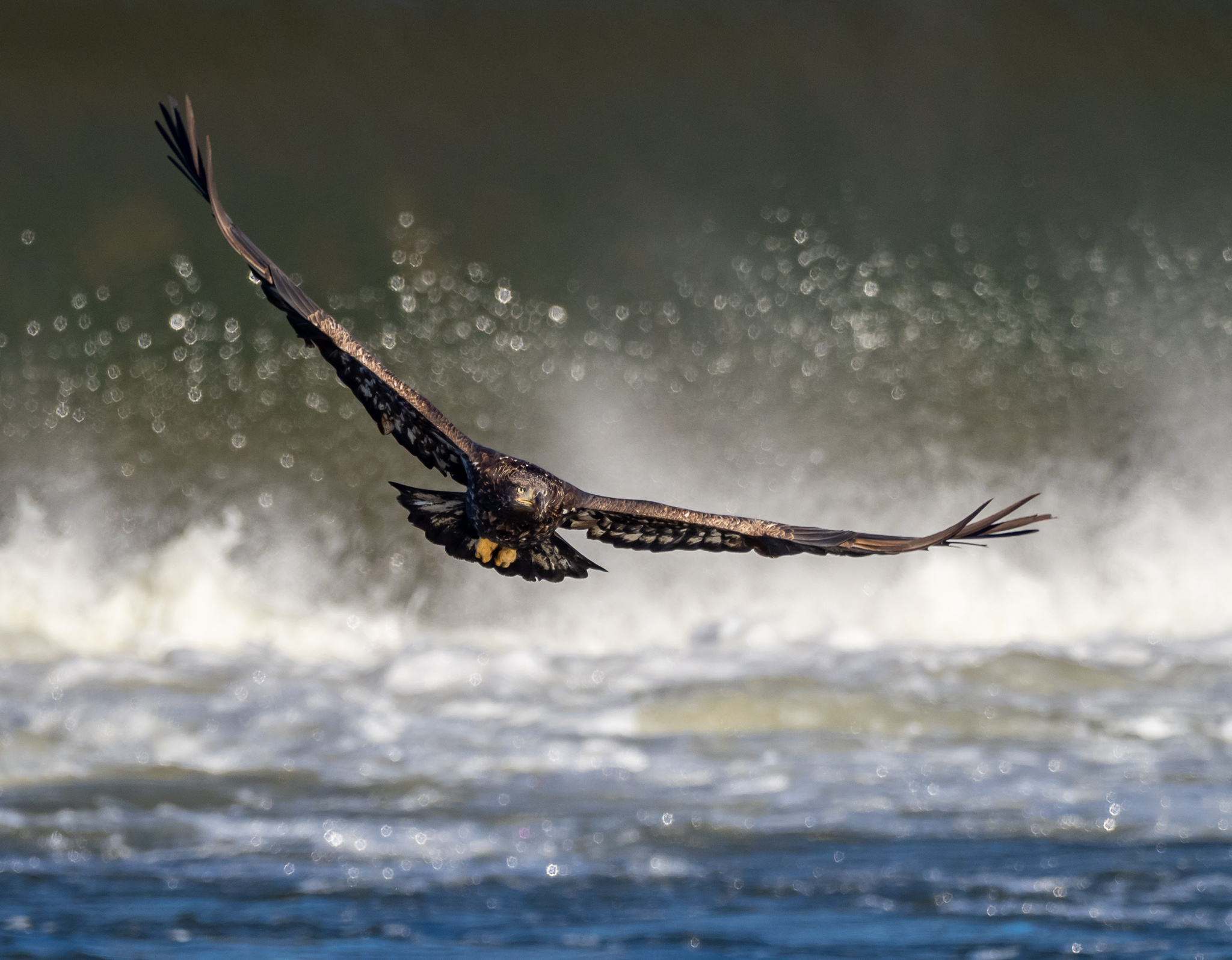 California Dream’n