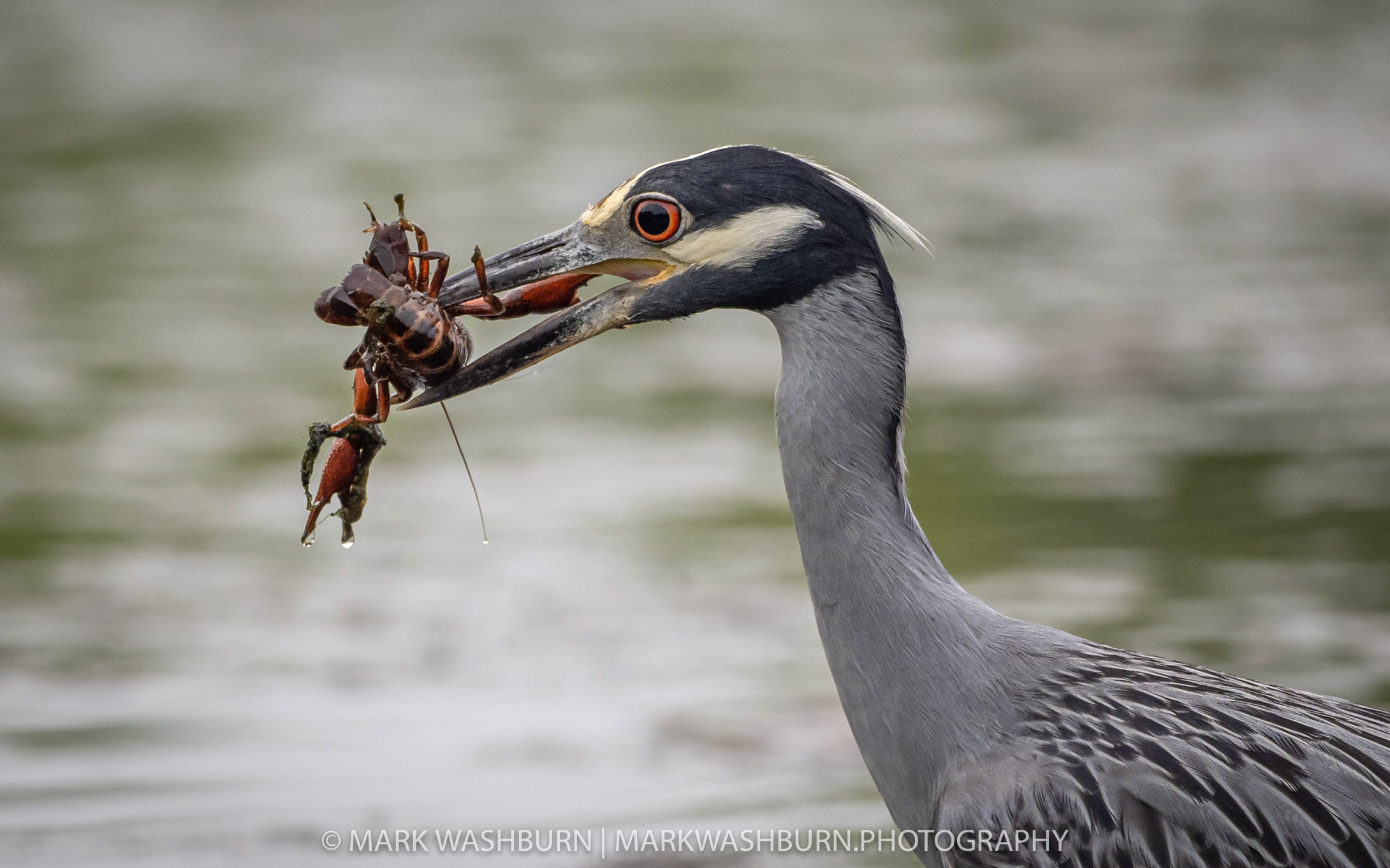 Breakfast Bites Back