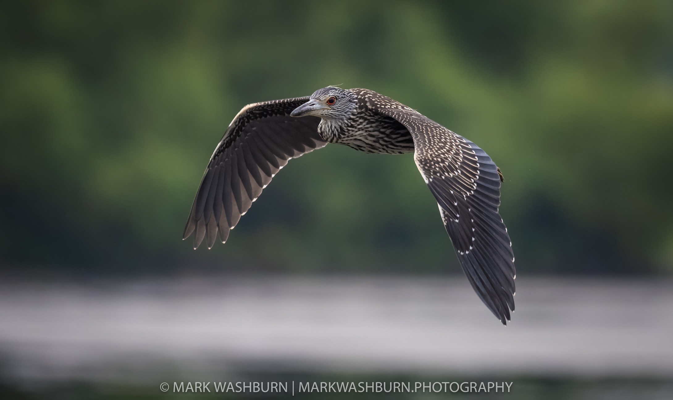 Night heron 17