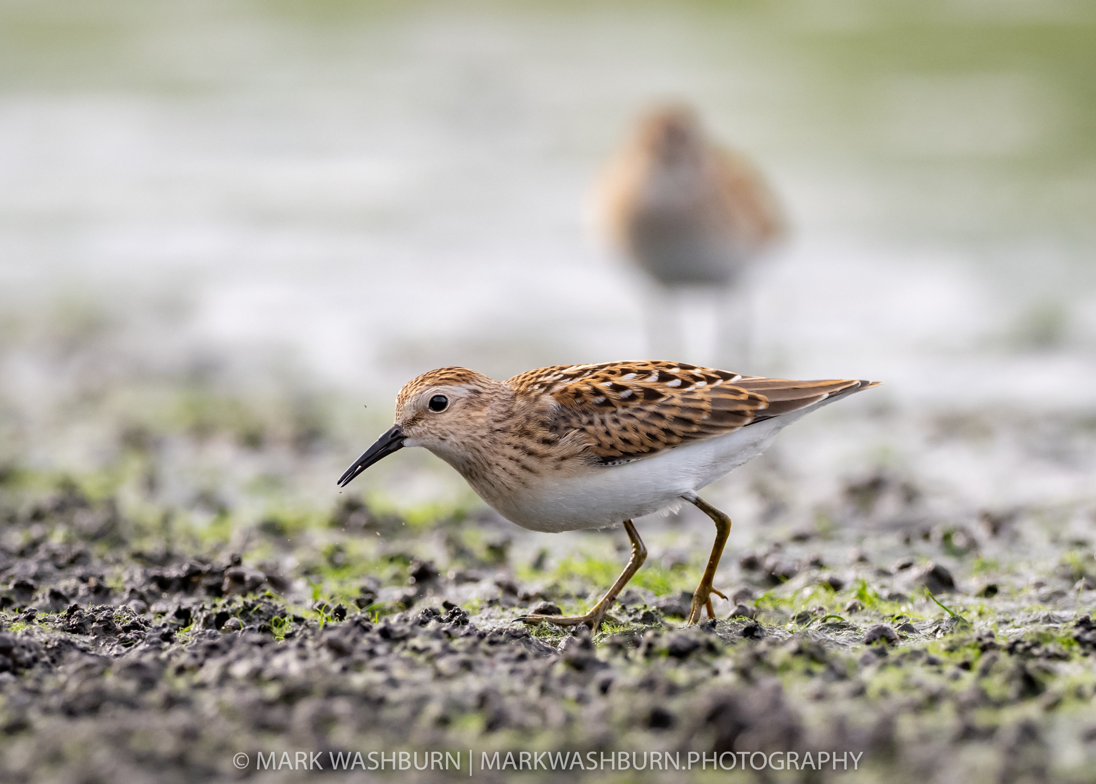 Tiny Shorebirds