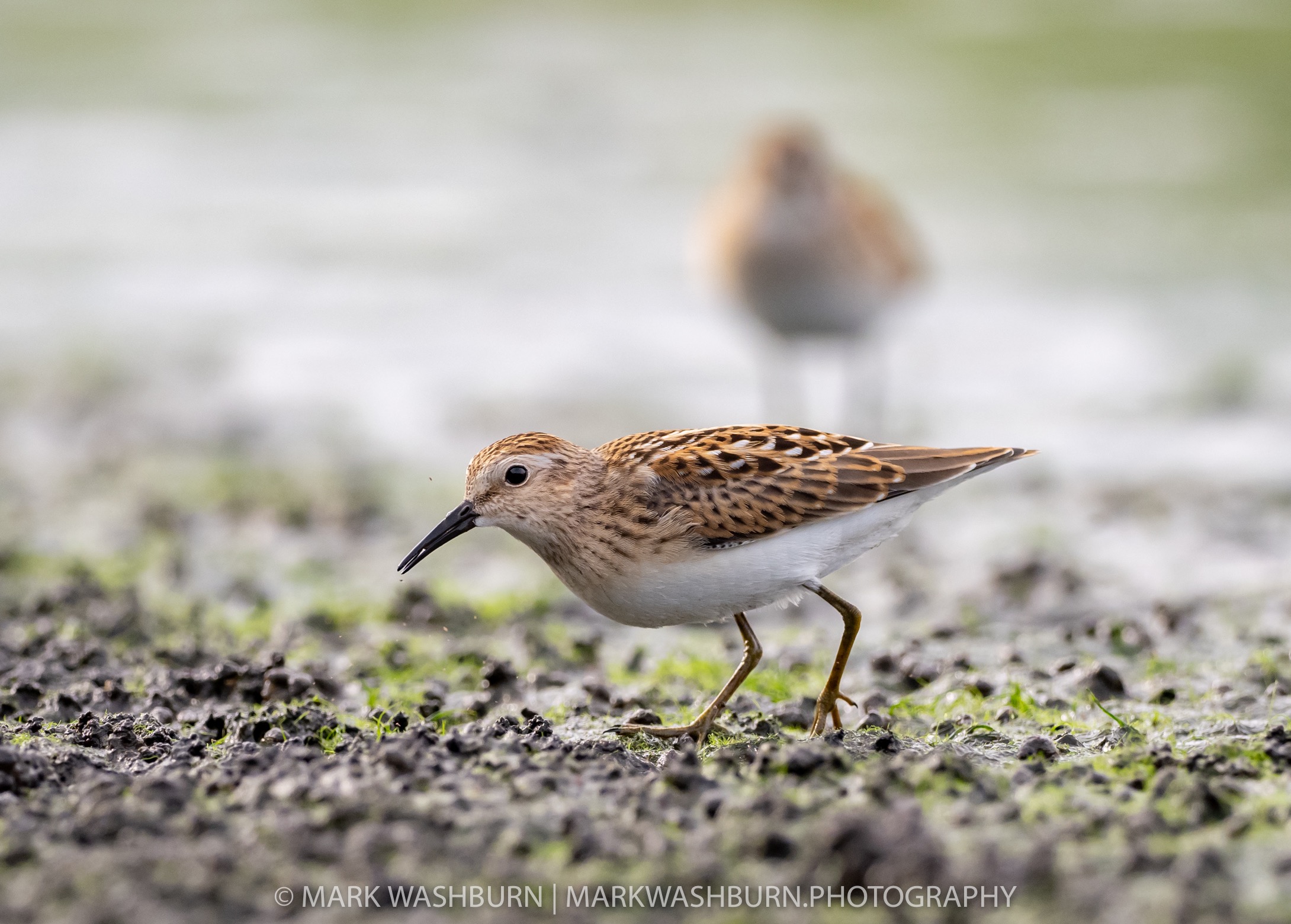 Shorebird 2
