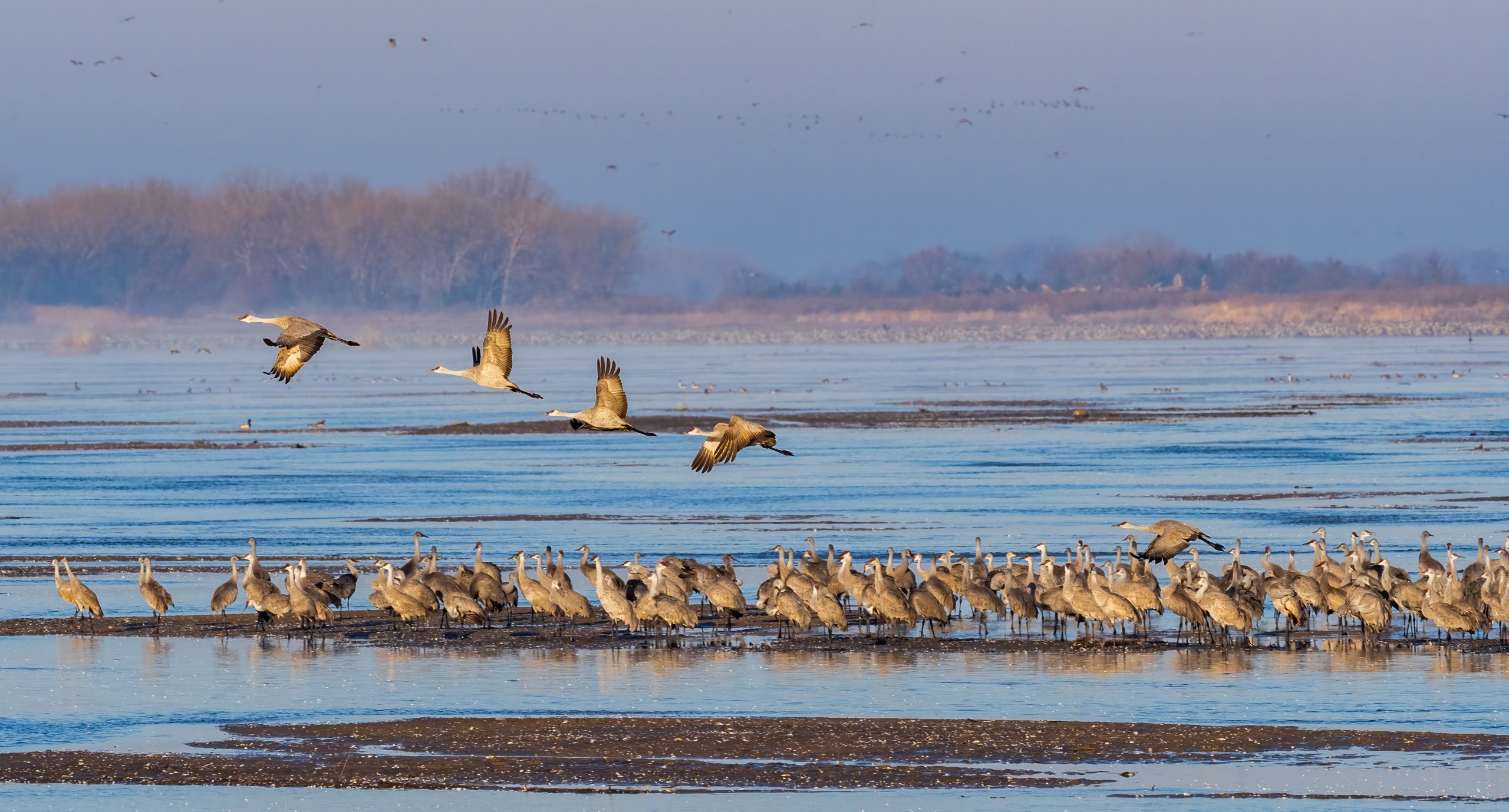 Crane wide