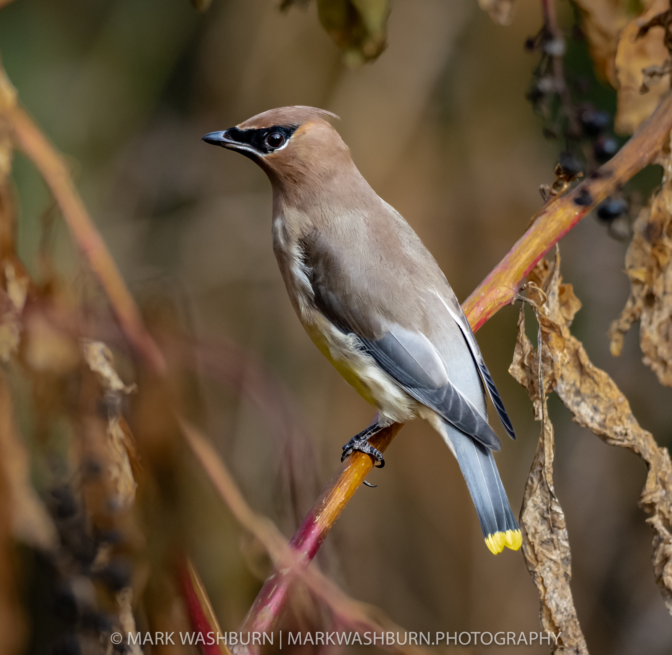 Fleeting Waxwings
