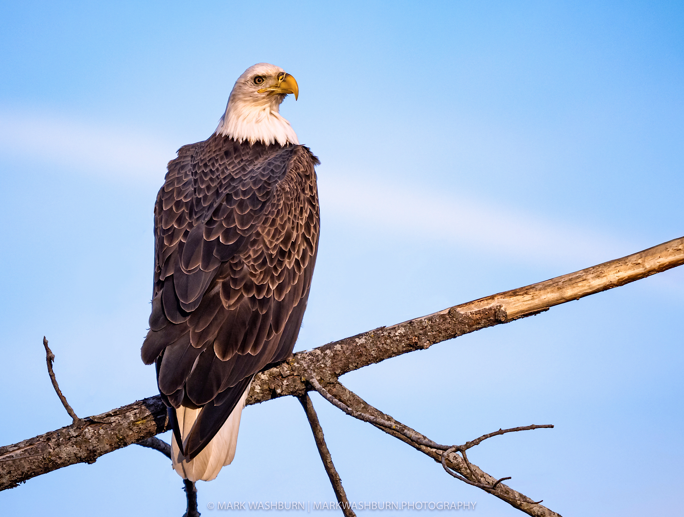 Cedar River Eagle
