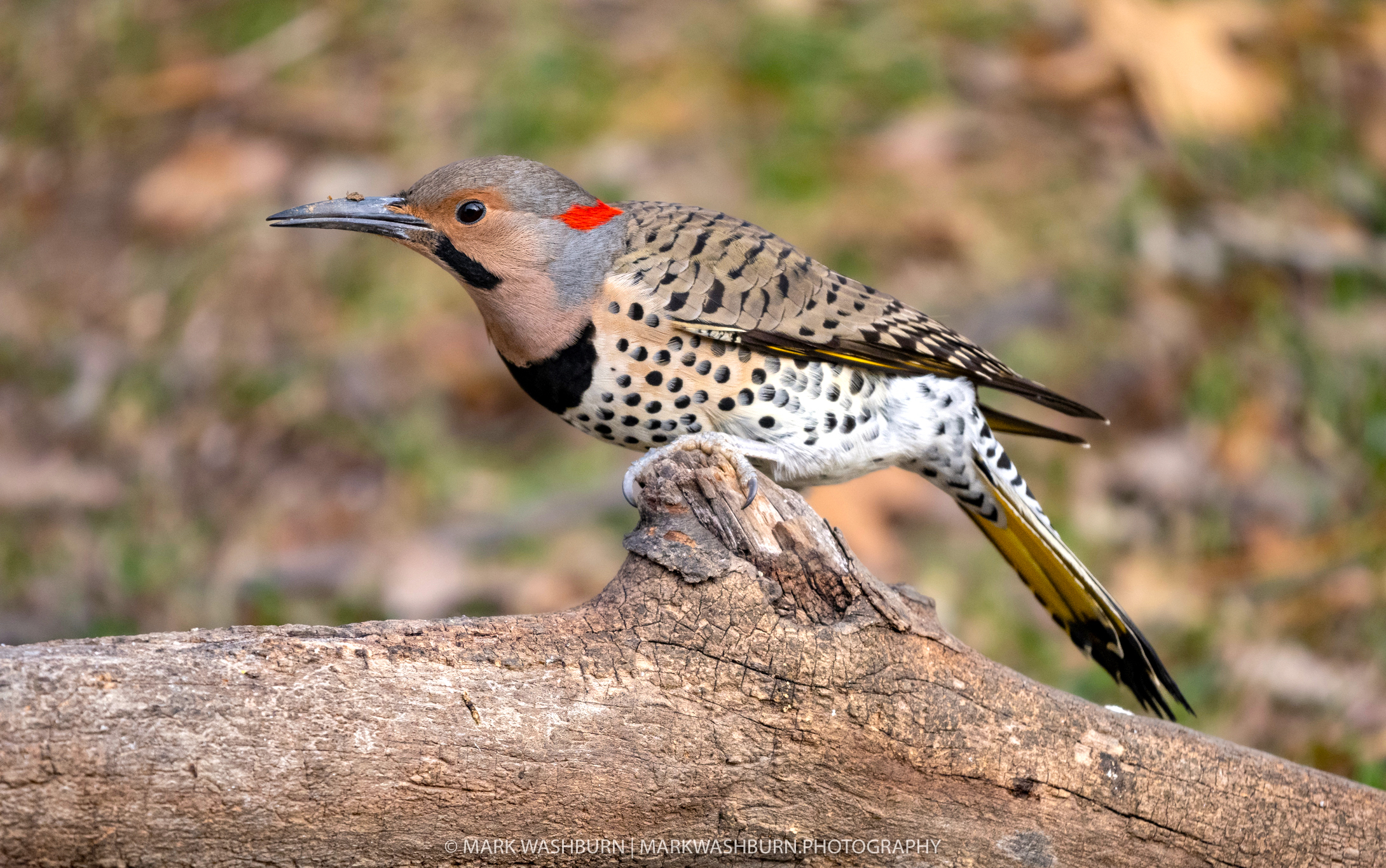 Fall Flickers