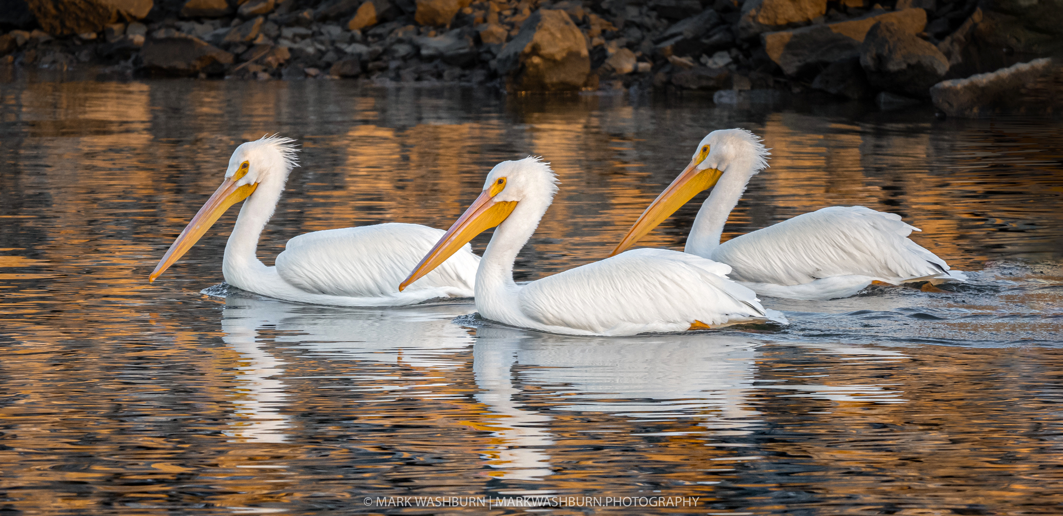 Winter Pelicans