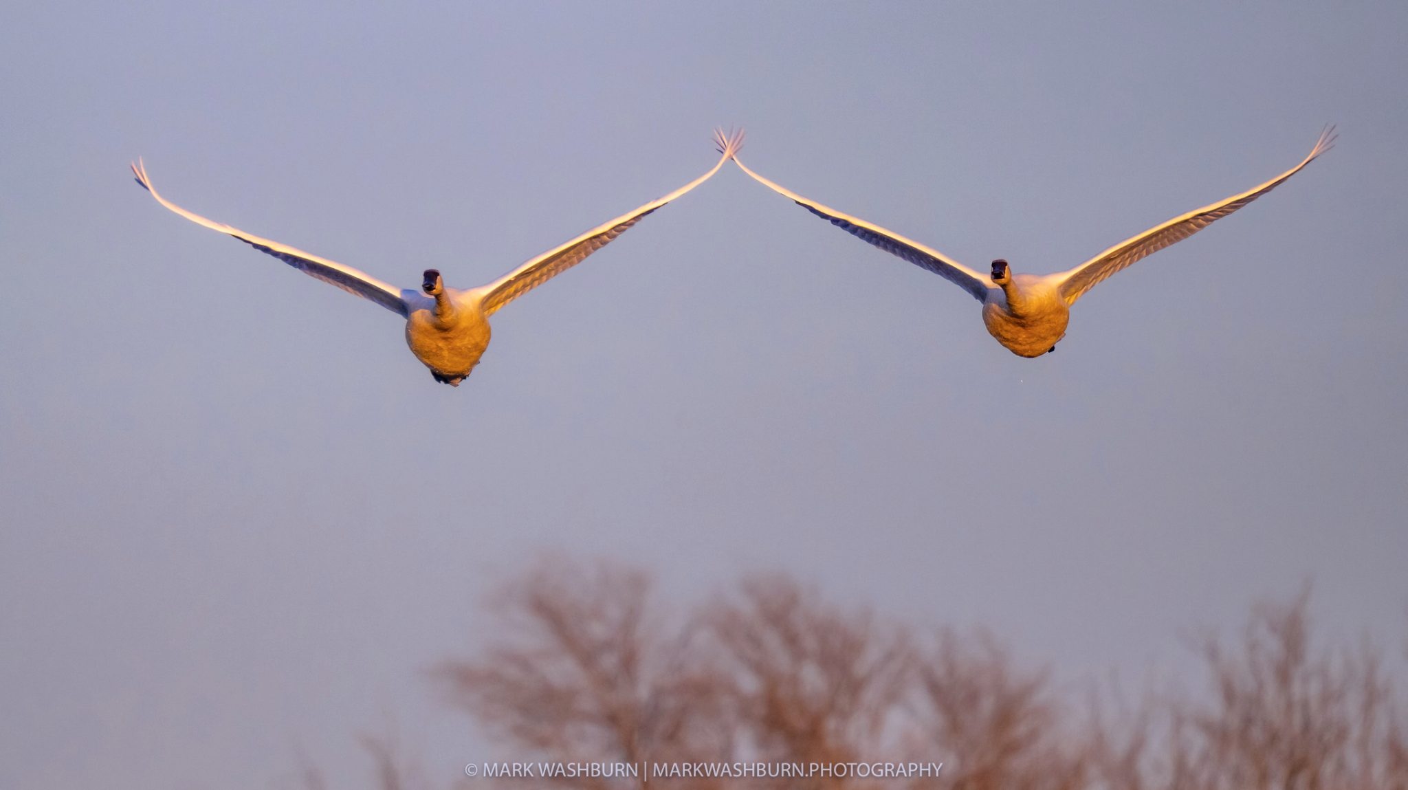 in-sync-swans