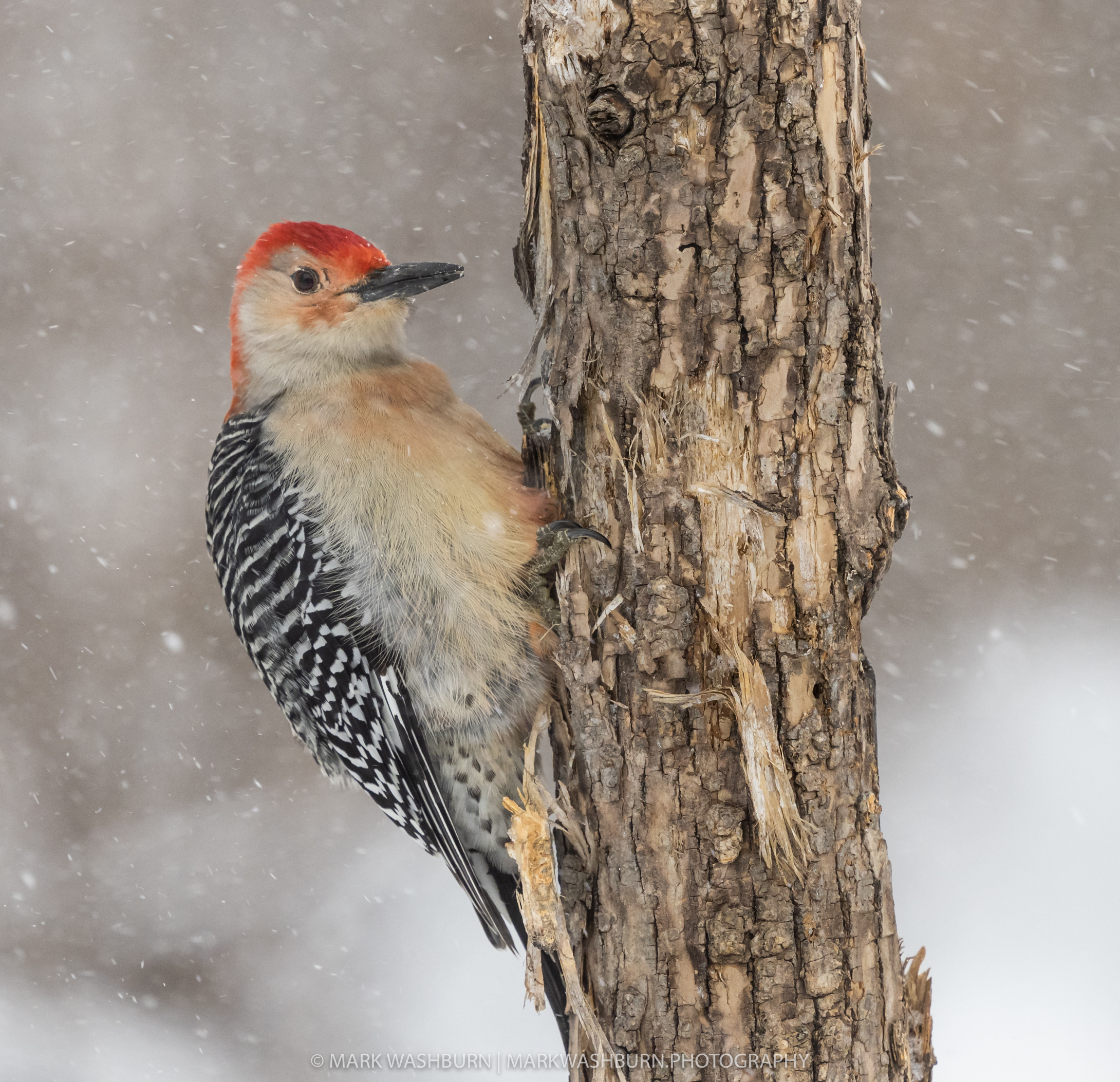 Cold Days – Red-bellied Woodpecker