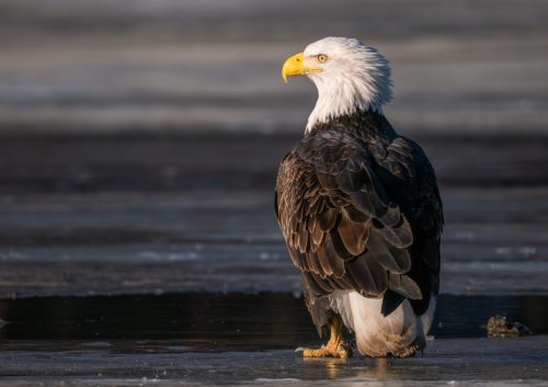 eagle-into-light-3-scaled