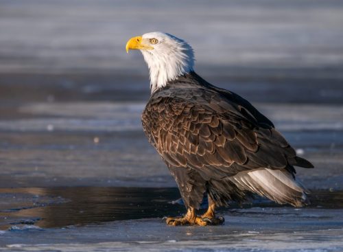 eagle-into-light-scaled