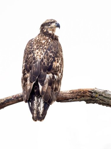 eagle-muscatine