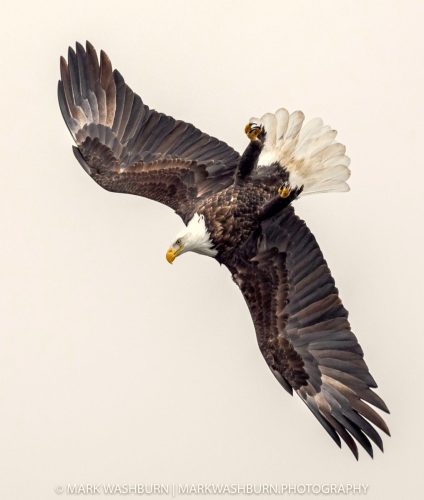 eagle-wingover-2