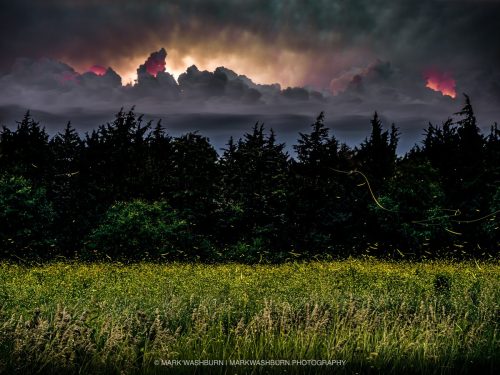 fireflies-discovery-25a