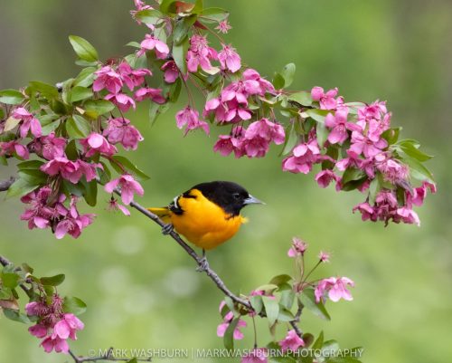 oriole-surrounded