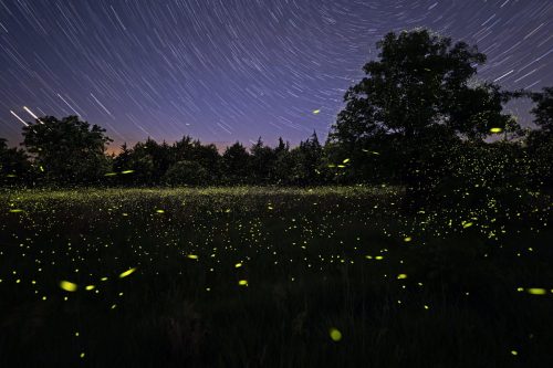 StarStaX fireflies-114-fireflies-230 lighten (1)
