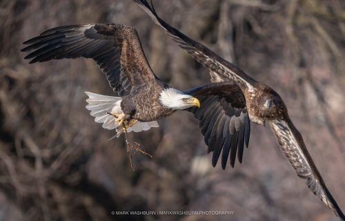 eagle-chase-muscatine-marina-2 (1)